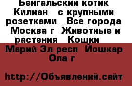 Бенгальский котик Килиан , с крупными розетками - Все города, Москва г. Животные и растения » Кошки   . Марий Эл респ.,Йошкар-Ола г.